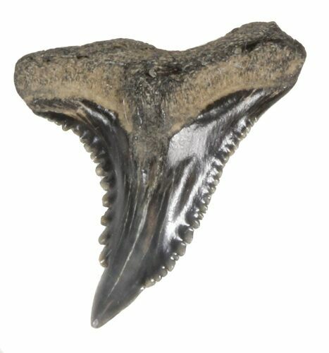 Fossil Hemipristis Shark Tooth - Maryland #42572